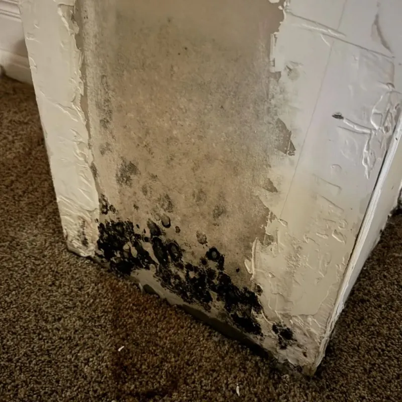 Professional Mold Removal in Camp Pendleton South, CA